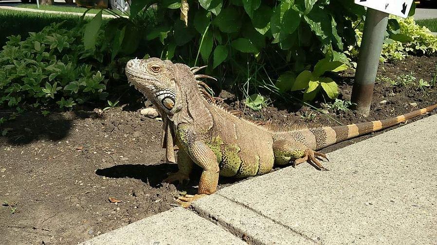 Causar problemas respiratórios em sua iguana