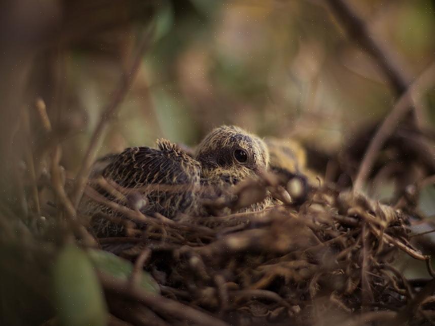 O dono do animal terá uma boa ideia de como cuidar de um pombo