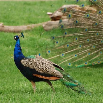 Adicionar uma pavão também estimula o pavão a abrir a cauda para conquistá-la