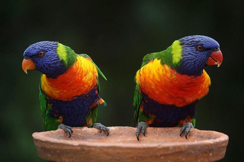 É recomendável que você não cuide de um lorikeet se for o proprietário de um pássaro pela primeira vez