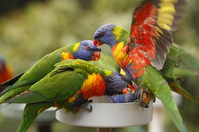 Se você ainda está planejando comprar um lorikeet