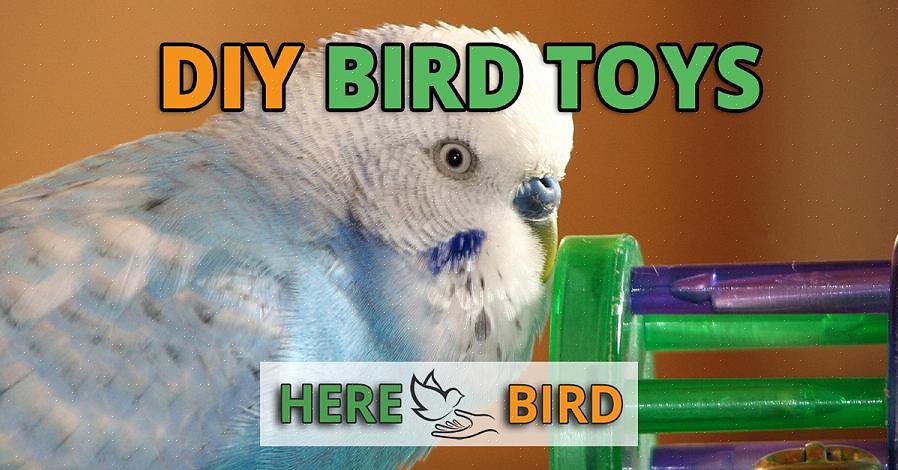 Pequenos espelhos podem ser usados para fazer seus brinquedos de pássaros