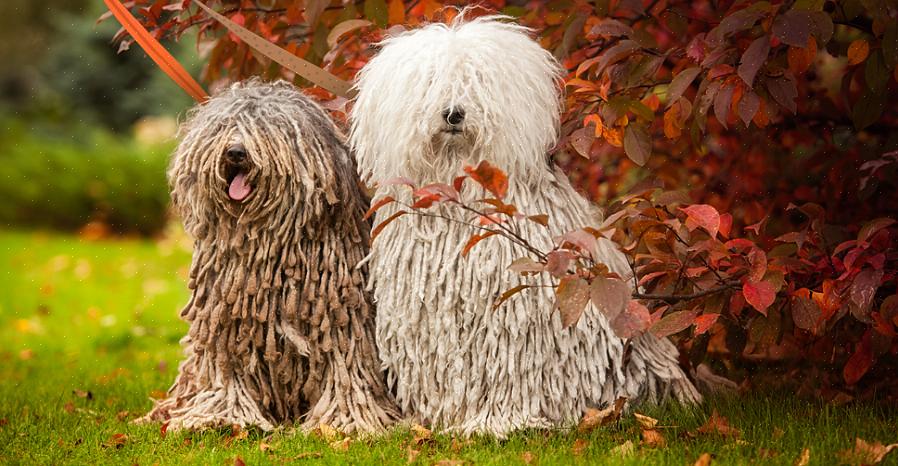 Cães hipoalergênicos ou sem pelos tendem a produzir menos caspa