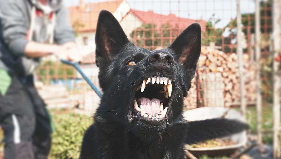 Quando se trata de adotar um cão mais novo