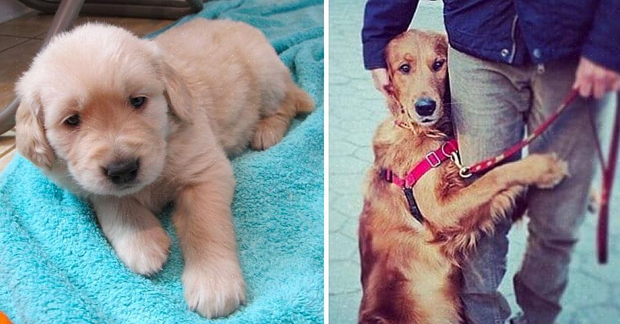 • Muitos abrigos de resgate de golden retriever descobrem que é melhor criar um cão na casa de um voluntário