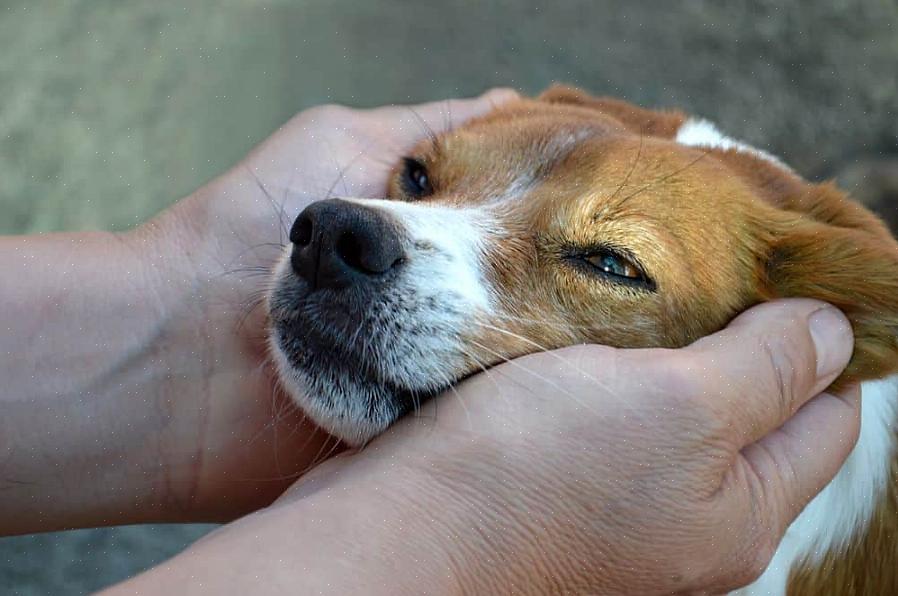 O canil - O canil é outra opção para encontrar um cão