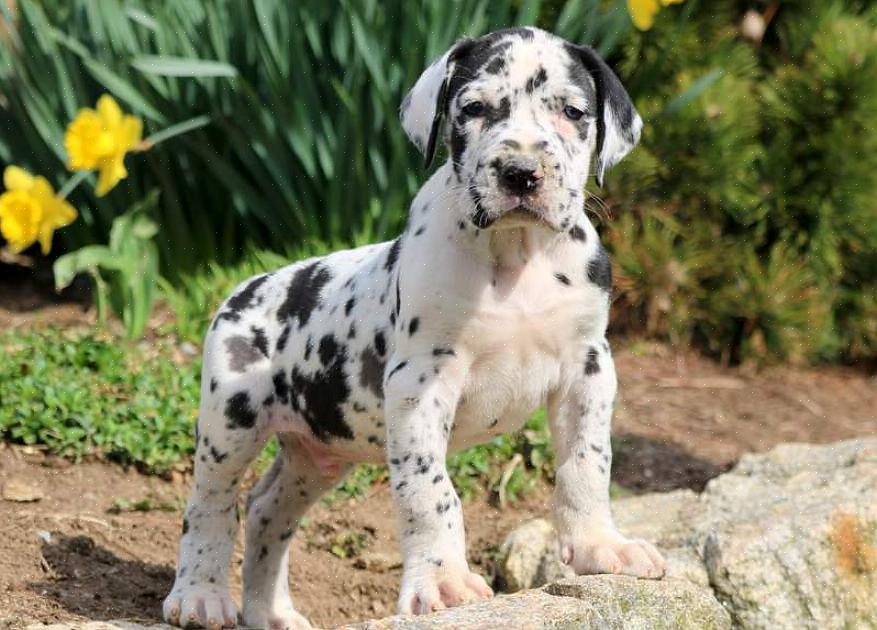 Veja como comprar um filhote de cachorro Dogue Alemão