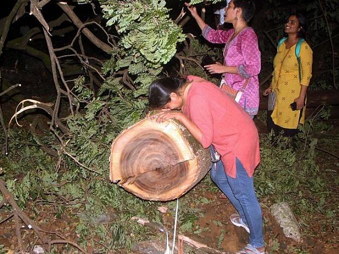 O artigo a seguir o ajudará a salvar o meio ambiente