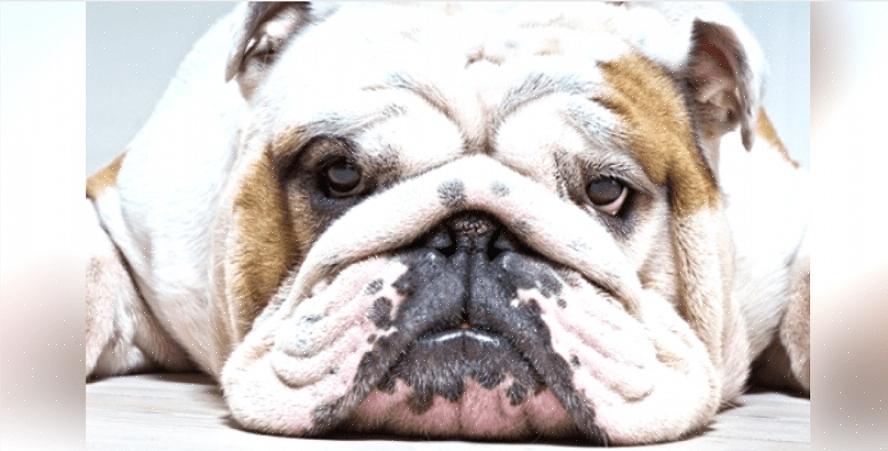 Um bulldog inglês pode parecer muito fofo