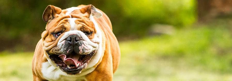 Pergunte sobre a papelada necessária quando for comprar o cachorrinho Bulldog Inglês