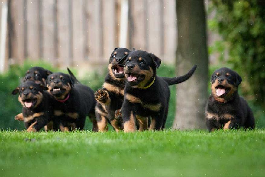 Esses cães impressionantes eram usados para trabalhar nos campos para pastorear gado