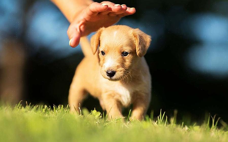 As dicas a seguir são úteis para aqueles que desejam considerar a adoção de um cão de um grupo de resgate