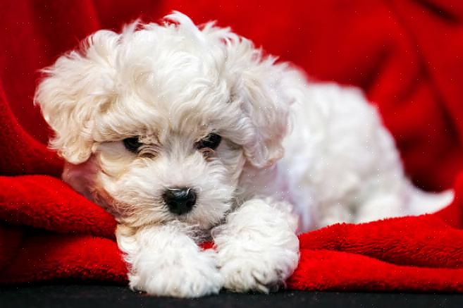 Continue lendo para saber mais sobre como selecionar a melhor raça de cão que não solta cães para você