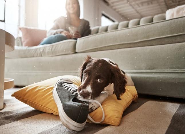 Aqui estão algumas diretrizes para ajudá-lo a escolher entre um cão adulto