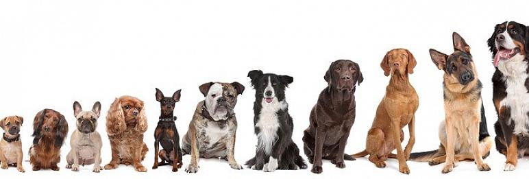 Aqui estão algumas coisas que você precisa considerar ao escolher a raça de cão certa para você