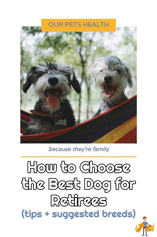 Ao escolher uma raça de cão