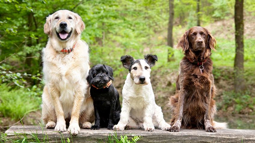 Que raça de cachorro devo escolher