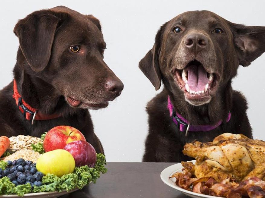 "Como escolher o cachorro certo?"