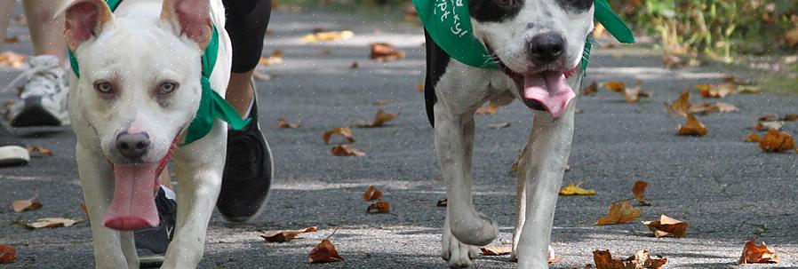 Animais em abrigos tendem a apresentar características problemáticas que são resultado de terem estado