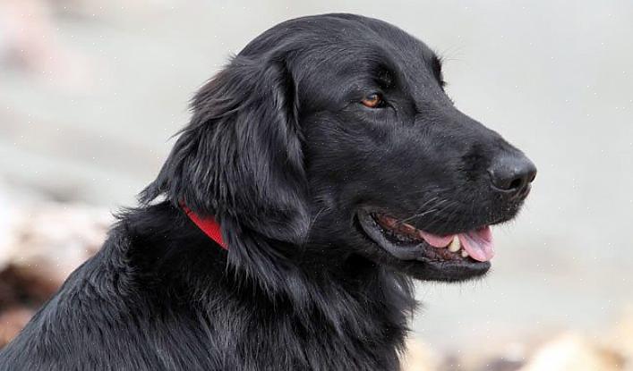 Um Flat Coated Retriever é perfeito com crianças