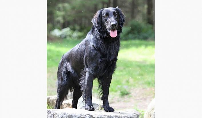 O Flat Coated Retriever é um cão de médio a grande porte