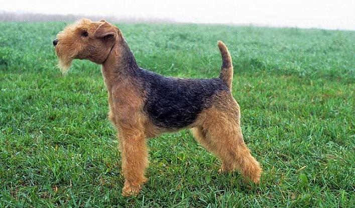 Se quiser saber mais sobre como identificar um Lakeland Terrier