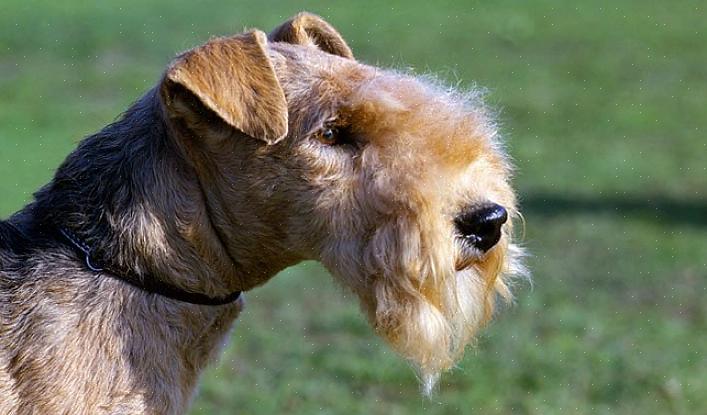 O Lakeland Terrier também não é um cão barulhento