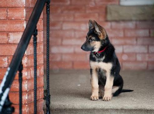 Você também pode decidir adotar um filhote de cachorro pastor alemão de um serviço de resgate