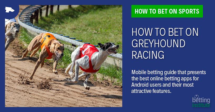É recomendado que você adote um Greyhound de corrida porque milhares de cães são sacrificados todos os anos