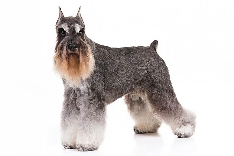 A raça schnauzer miniatura é um cão pequeno que dá um ótimo animal de estimação