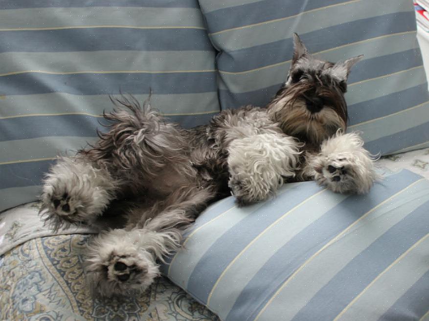 Schnauzers miniatura podem ser bons cães de guarda