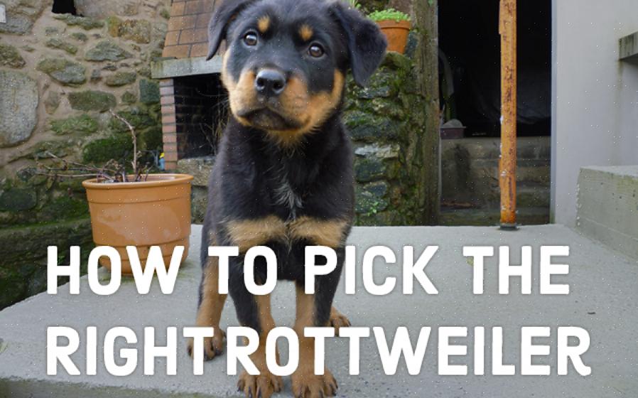 O Rottweiler é um cão de família altamente versátil