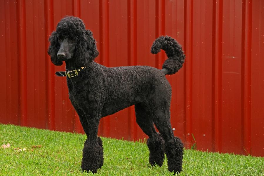 O poodle normal é um excelente animal de estimação