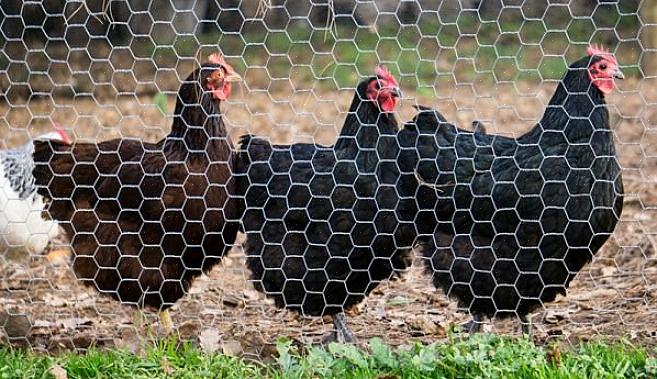 A superlotação será prejudicial para a sobrevivência das galinhas