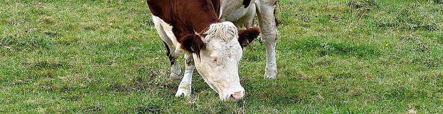 O gado alimentado com capim deve ser criado em uma grande pastagem