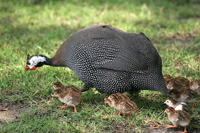 De modo que são bons guardas para outras aves