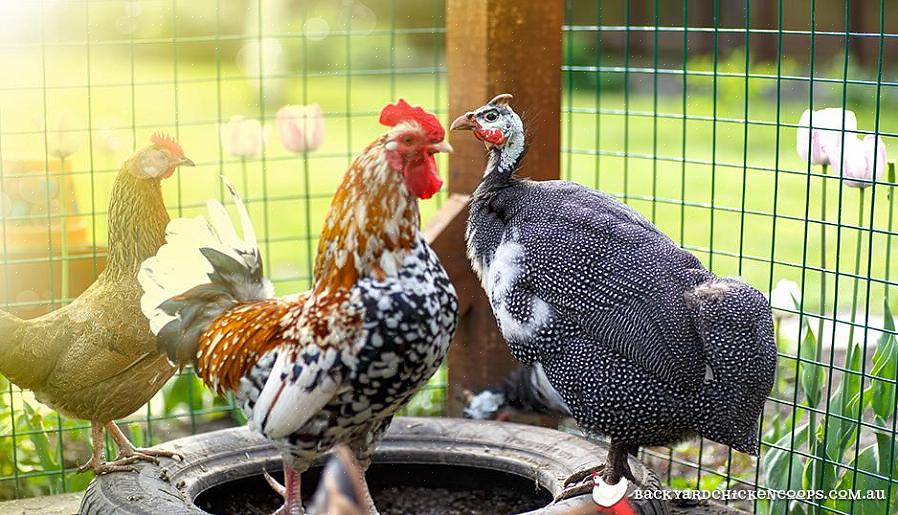 Roedores que podem atacar outros animais aviários na fazenda