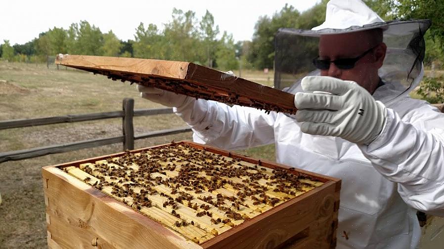 As associações de apicultores costumam realizar reuniões onde você pode aprender em profundidade