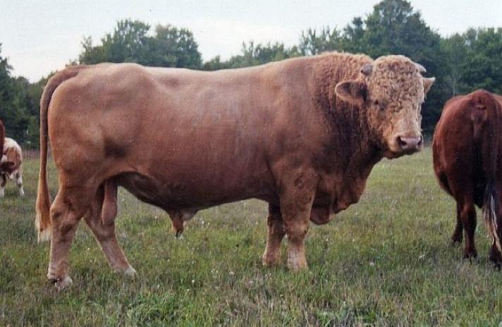 As vacas Beefalo são bem musculosas
