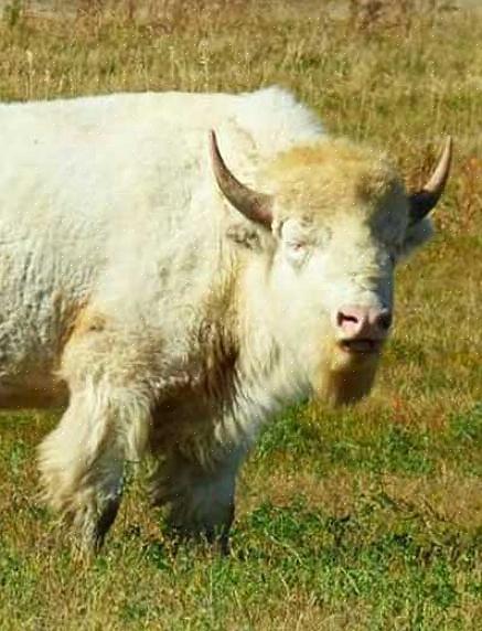 Qualquer raça de vaca pode produzir uma vaca beefalo