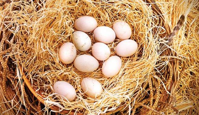 A incubadora vai virar os ovos dentro de cada três horas para que o calor seja distribuído de maneira