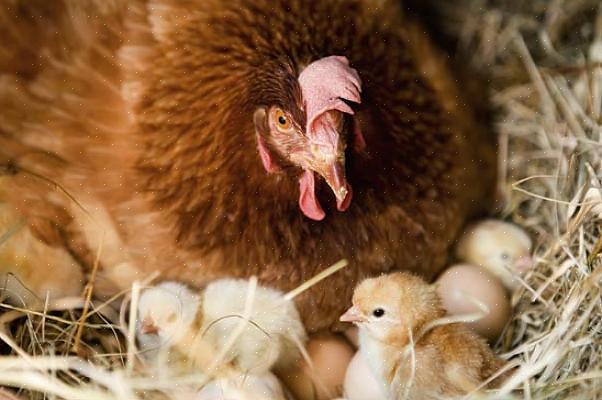 Coloque delicadamente os ovos de galinha dentro da incubadora