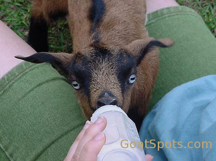 Alimentar sua cabra corretamente pode não parecer um grande desafio