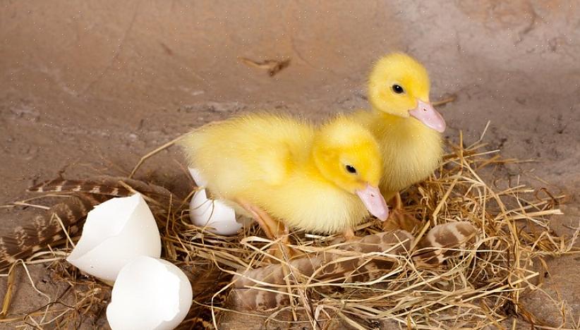 A maneira interessante de incubar ovos é colocar as galinhas chocadeiras sobre os ovos para chocá-los