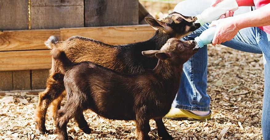 Se você for alimentar cabras