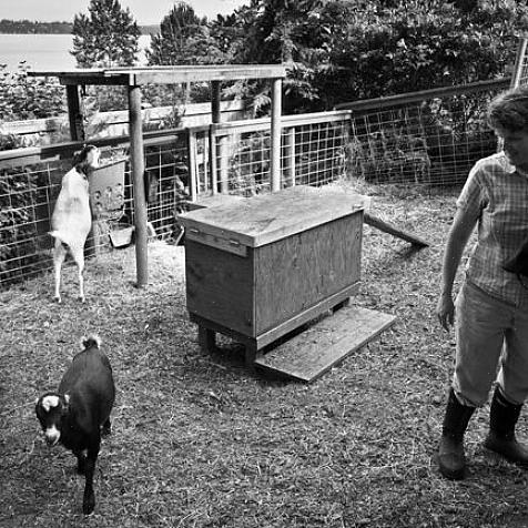 Você deve alimentar cabras pelo menos quatro vezes ao dia