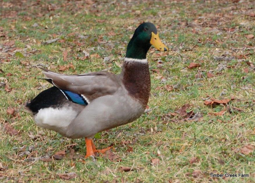 A triste verdade é que a maioria dos proprietários de patos pela primeira vez alimenta patos bebês com quase