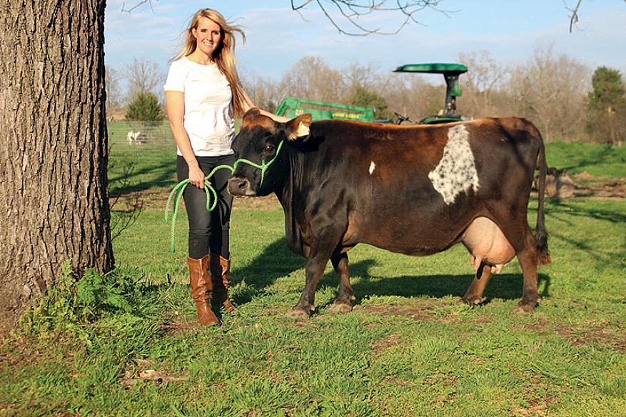 Aprenda o que cada raça de gado em miniatura precisa para crescer de forma saudável