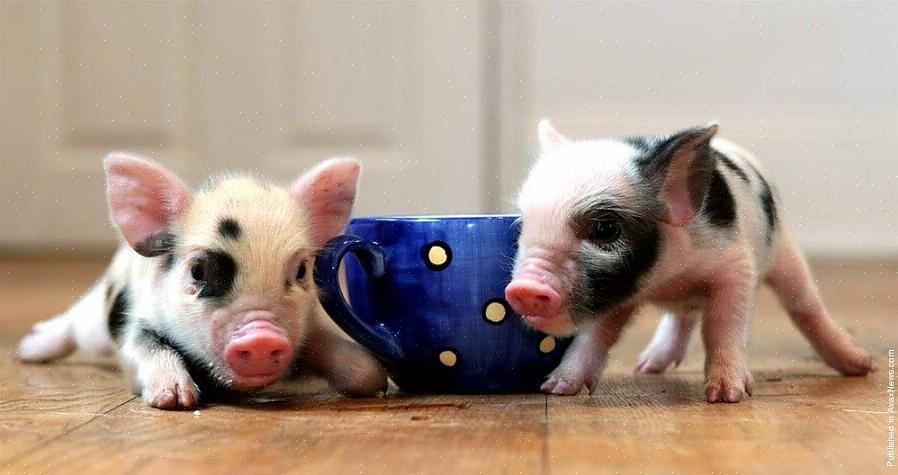 Fazendas de porcos em miniatura ou proprietários que vendem porcos de barriga de maconha