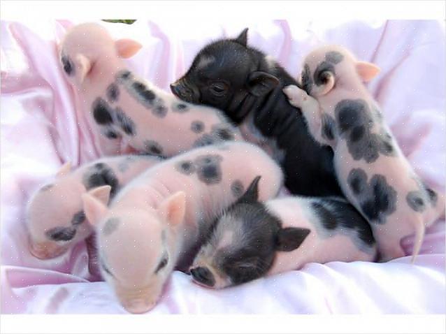 Procure referências de proprietários de porquinhos do ventre em miniatura que podem estar usando os porcos